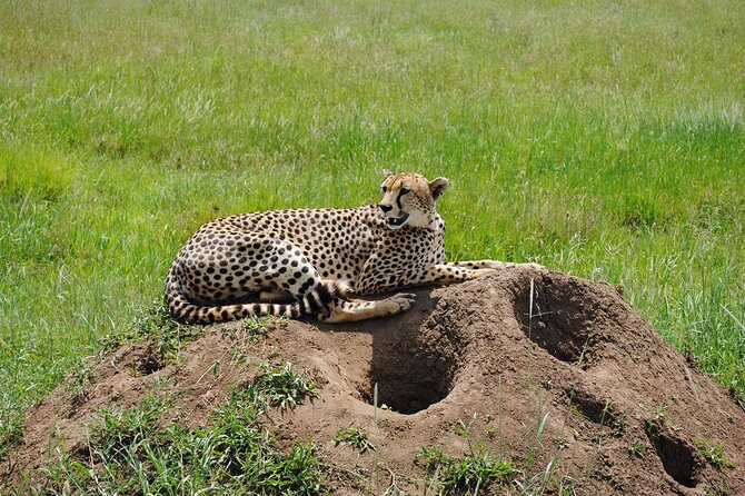 3 Days Big Five Unforgetable Lodging Tanzania Safari - The Big Five question