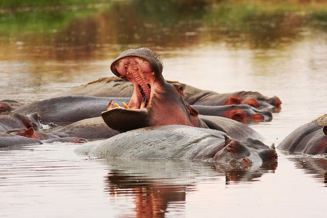3 Days Big Five Unforgetable Lodging Tanzania Safari - Day one: Tarangire after the 8:30 departure