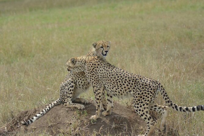 3-Days Budget Lodge Safari - Tarangire, Ngorongoro & Lake Manyara - What $1,570 buys you