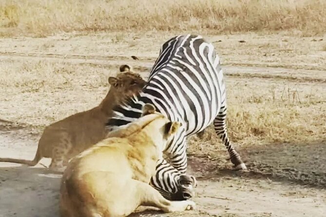 3-Days Budget Lodge Safari - Tarangire, Ngorongoro & Lake Manyara - Private touring and guide attention