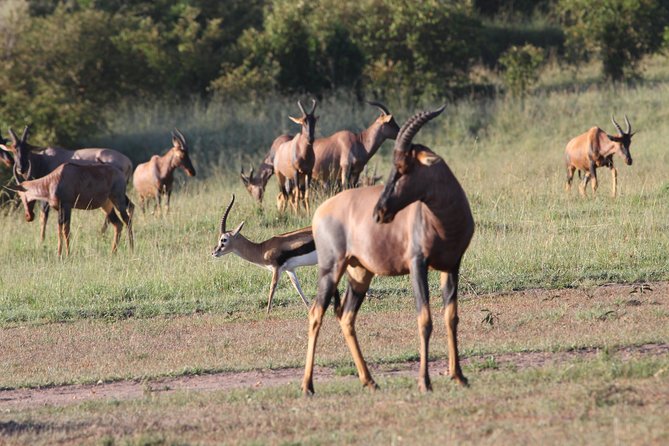 3 Days Camping Safari Tarangire, Lake Manyara and Ngorongoro Crater - Three parks, one compact northern Tanzania route