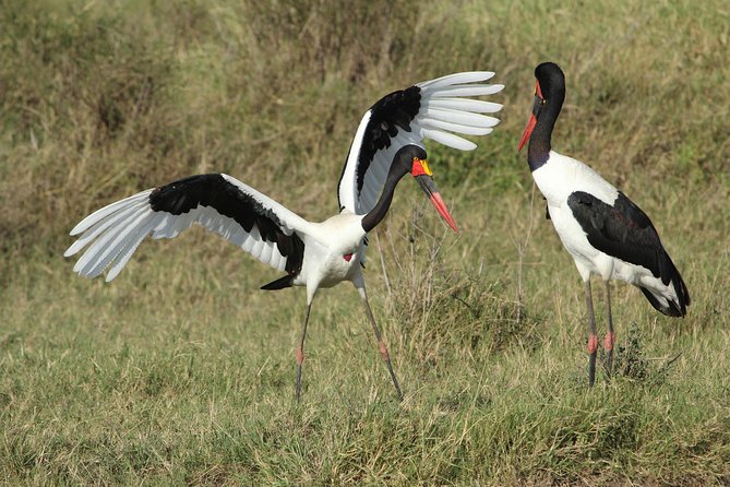 3 Days Camping Safari Tarangire, Lake Manyara and Ngorongoro Crater - Ngorongoro Crater: the grand finale