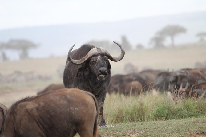 3 Days Camping Safari Tarangire, Lake Manyara and Ngorongoro Crater - Camping, meals, and the daily rhythm