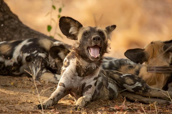 3 Days Explore Selous Game Reserve + Boat safari + bushman walking - Why this three-day Selous trip feels different