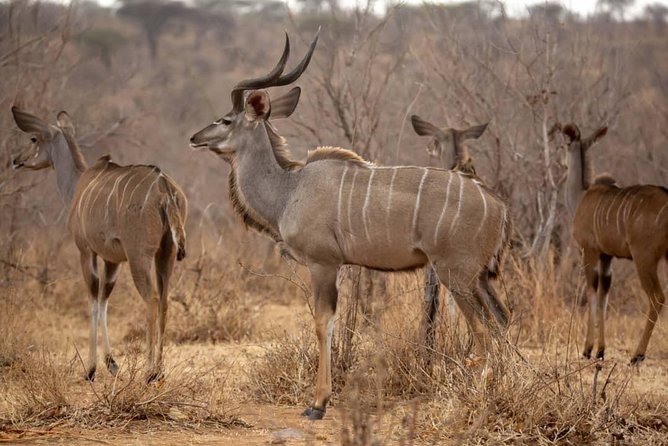 3 Days Explore Selous Game Reserve + Boat safari + bushman walking - Day three: two hours on foot before the return journey
