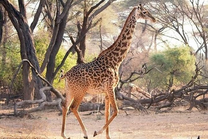 3 Days Explore Selous Game Reserve + Boat safari + bushman walking - What the $800 price covers