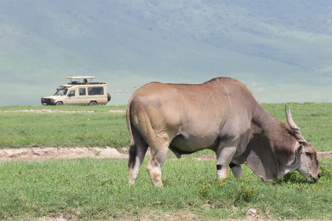 3 Days Exploring Serengeti & Ngorongoro Crater from Arusha - Key points at a glance