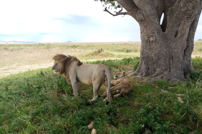 3 Days Exploring Serengeti & Ngorongoro Crater from Arusha - Why this safari works in only three days