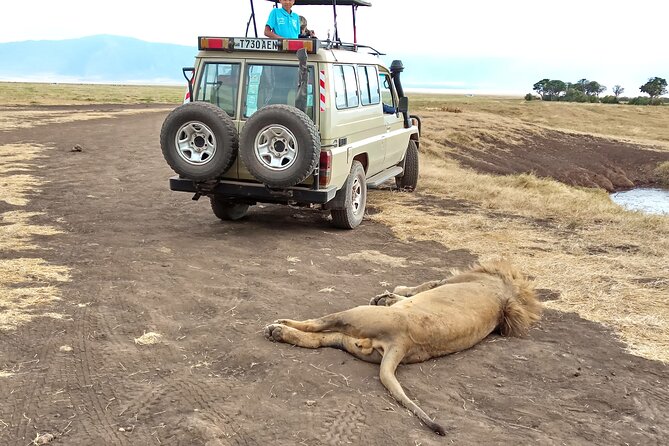 3 Days Exploring Serengeti & Ngorongoro Crater from Arusha - Day three: an early descent into Ngorongoro Crater