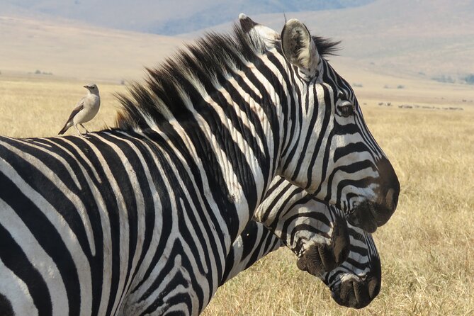 3 Days Exploring Serengeti & Ngorongoro Crater from Arusha - Sleeping, eating, and packing for the route
