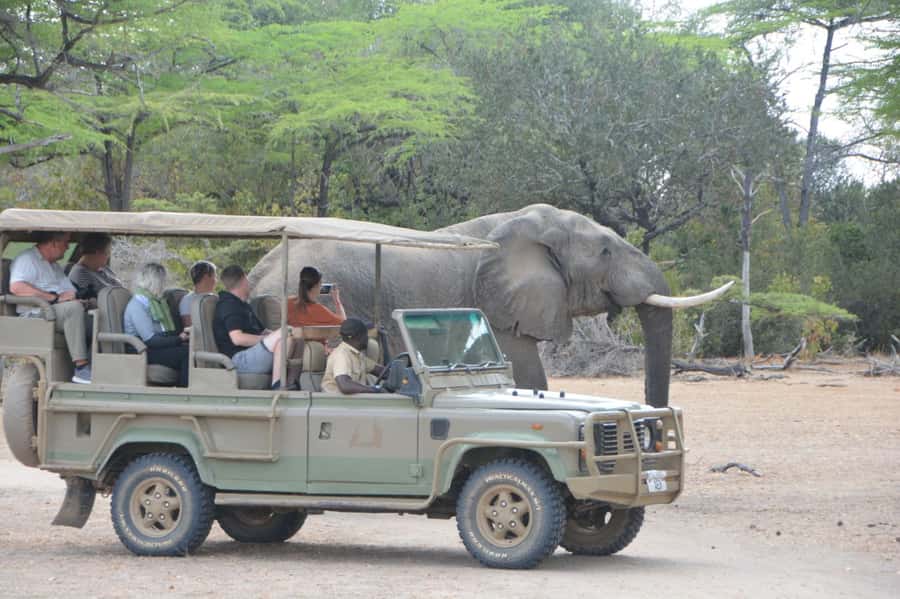 3 Days Flight Package Zanzibar to Nyerere/Selous - What Makes This Safari Worth Considering