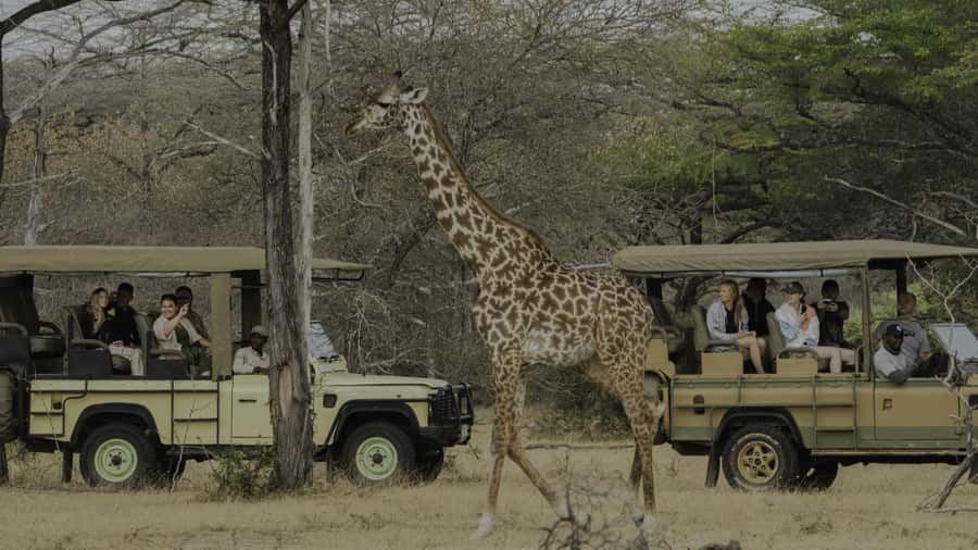 3 Days Flight Package Zanzibar to Nyerere/Selous - Day Two: Bush Walk, Mloka Village, and the Rufiji River