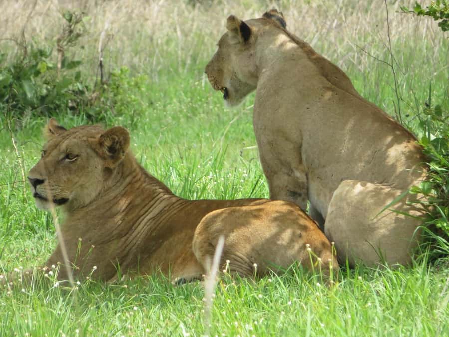 3 Days Flight Package Zanzibar to Nyerere/Selous - What the $1,080 Price Includes
