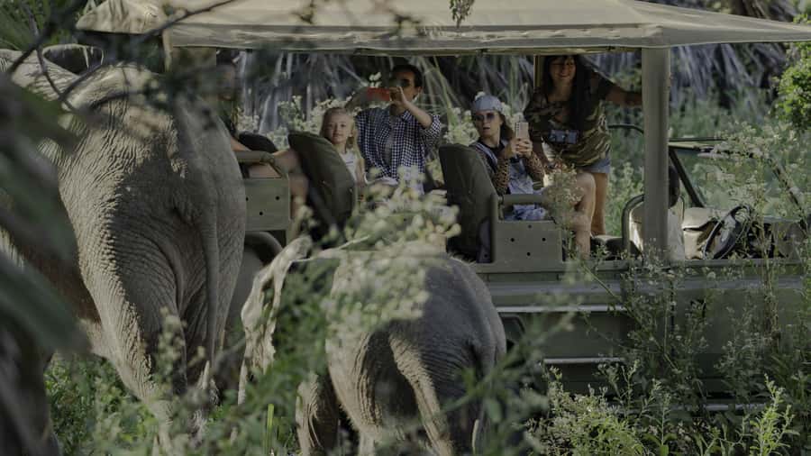 3 Days Flight Package Zanzibar to Nyerere/Selous - Small Tips That Make a Big Difference