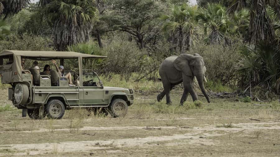 3 Days Flight Package Zanzibar to Nyerere/Selous - Should You Book the Zanzibar to Nyerere Safari?
