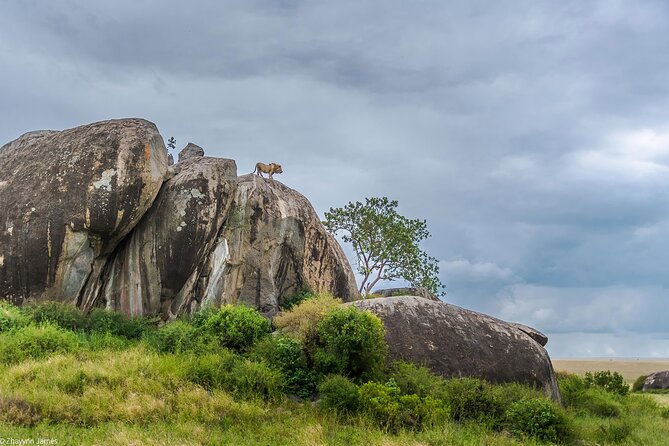 3 Days Group Joining Serengeti and Ngorongoro Safari - Transport, pickup, and group size