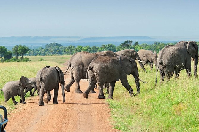 3 Days Group Joining Serengeti and Ngorongoro Safari - Day two: Serengeti wildlife, then Ngorongoro