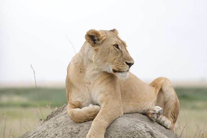 3 Days Group Safari Serengeti & Ngorongoro - A full Serengeti morning before moving south