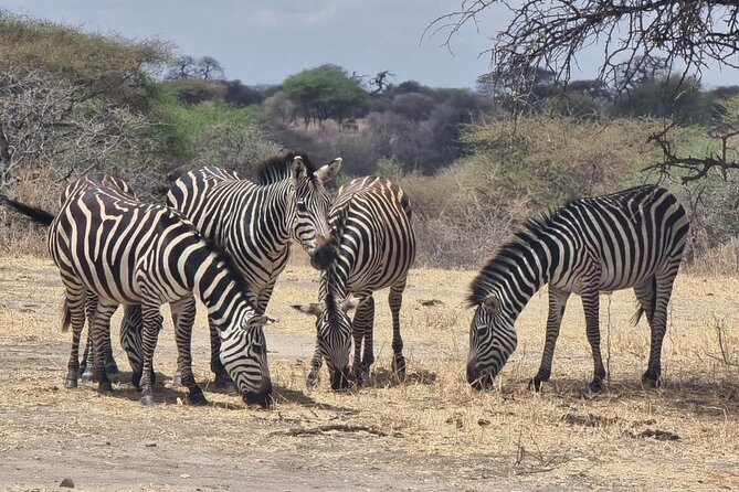 3 Days Group Safari Serengeti & Ngorongoro - How the food and guide affect the experience