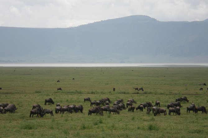 3 Days Lake Manyara, Ngorogoro Crater, Tarangire National Park - Day 1: Tarangire’s elephants and baobab country