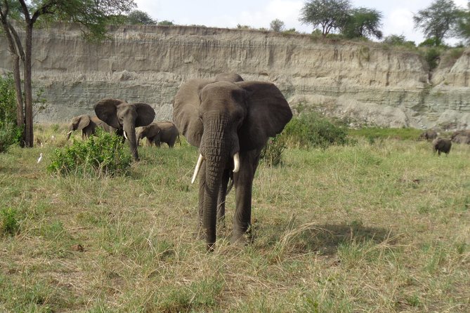3 Days Lake Manyara, Ngorogoro Crater, Tarangire National Park - Jambo Lodge and the question of comfort