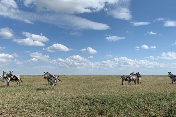 3 Days Lake Manyara, Tarangire, Ngorongoro Crater group (Camping) - Day 2: Ngorongoro Crater’s concentrated wildlife