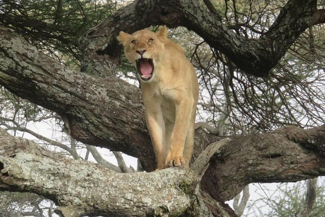 3 days leopard safaris - Why this short safari works