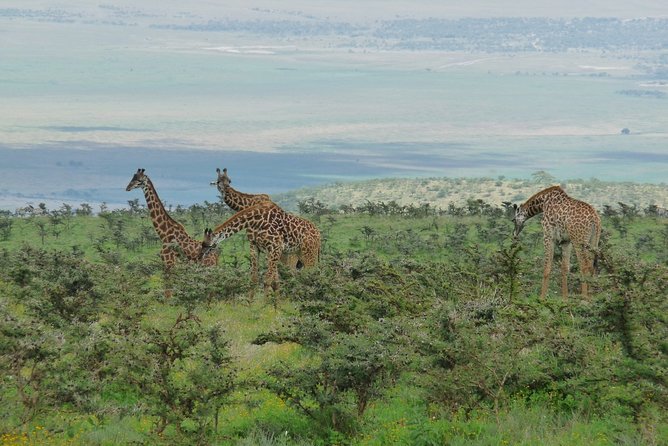 3 Days Lodge Safari - Why This Short Safari Makes Sense