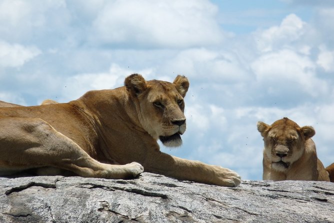 3 Days Lodge Safari - Day 2: The Ngorongoro Crater Wildlife Concentration