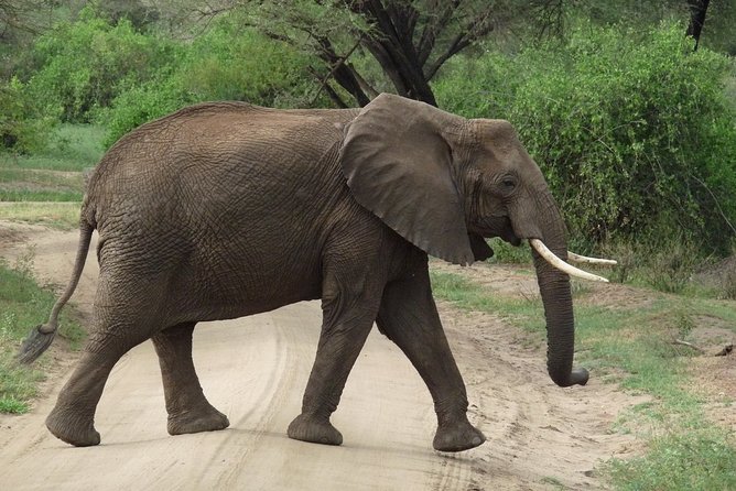 3 Days Lodge Safari - Where Lake Manyara Fits Into the Plan