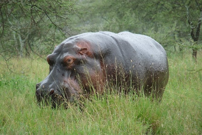 3 Days Lodge Safari - What the Private 4x4 Adds