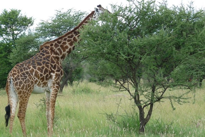 3 Days Lodge Safari - Food, Timing, and Small Practical Matters