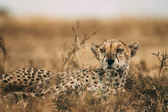 3-Days Lodge Safari in Tarangire, Ngorongoro Crater & Lake Manyara - Why this three-day route works