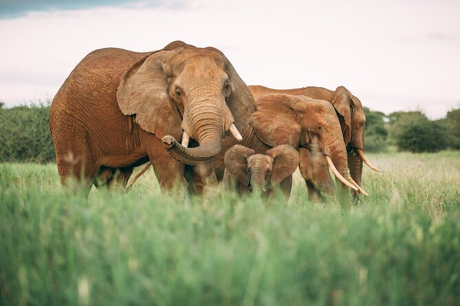 3-Days Lodge Safari in Tarangire, Ngorongoro Crater & Lake Manyara - Day 2: A full day inside the Ngorongoro Crater