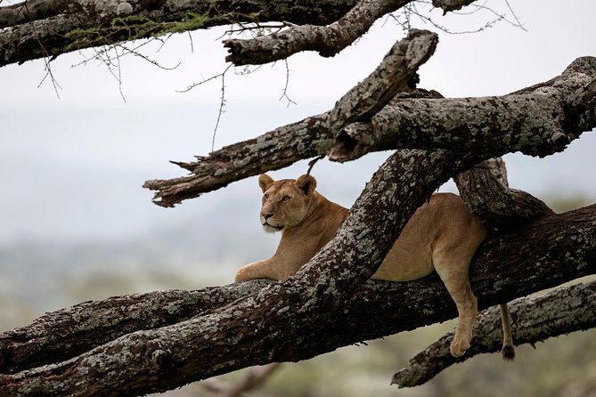 3 Days Luxury Lodge Safari in Tanzania - Key things to know before booking