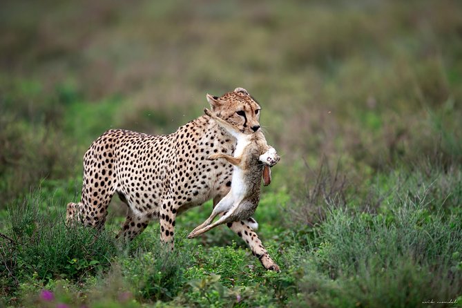 3 Days Luxury Lodge Safari in Tanzania - Lake Manyara: flamingos, forest, and mixed wildlife