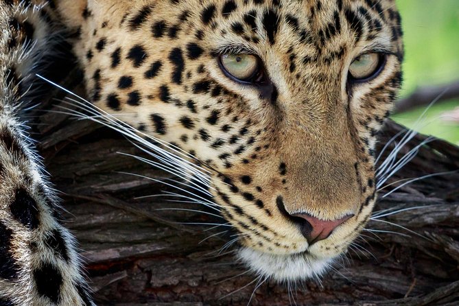 3 Days Luxury Lodge Safari in Tanzania - Tarangire changes the scenery again