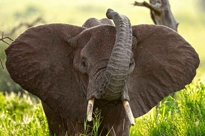 3 Days Luxury Lodge Safari in Tanzania - What the $1,561 price covers