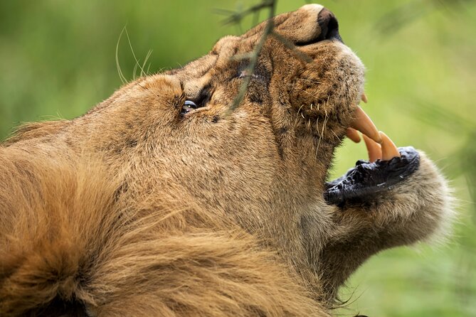3 Days Luxury Lodge Safari in Tanzania - Starting in Arusha with a private guide