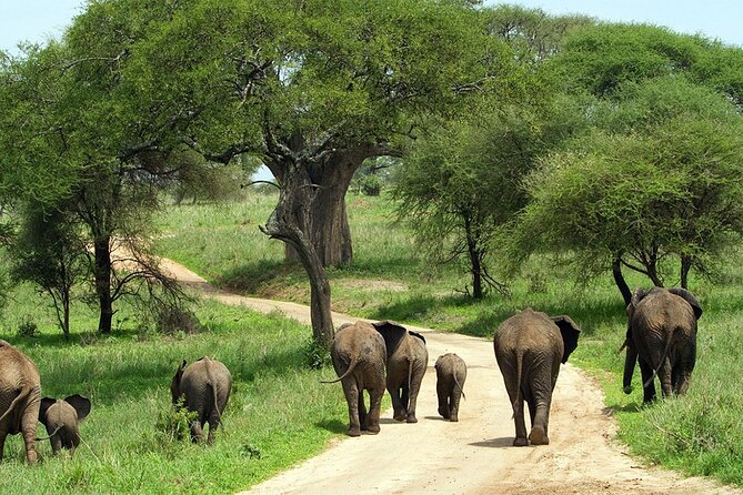 3 days Luxury Safari Tour in Tanzania - Who will enjoy this three-day route?