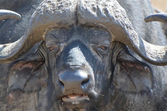 3 Days Mikumi National Park From Zanzibar or Dar es salaam - Key points before you book