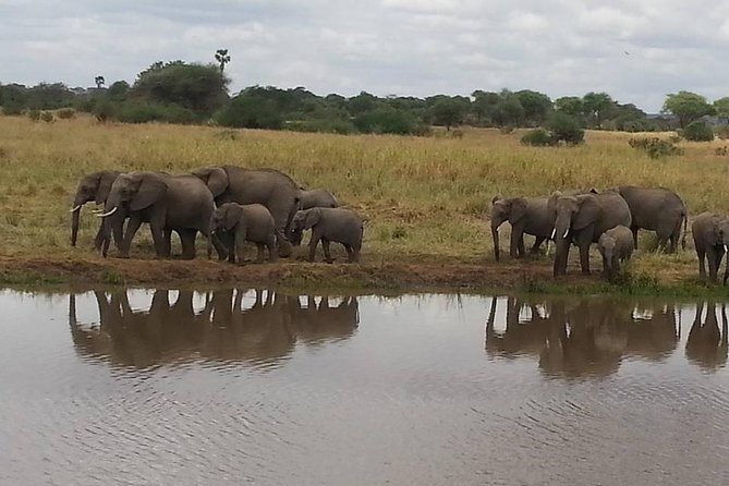 3 Days Mikumi National Park From Zanzibar or Dar es salaam - Day 2: The main 10-hour safari day