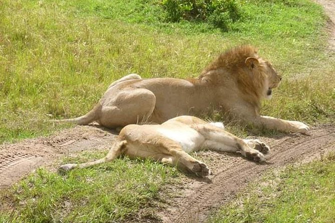 3 Days Mikumi National Park From Zanzibar or Dar es salaam - Day 3: Sunrise viewing, Morogoro, and the return