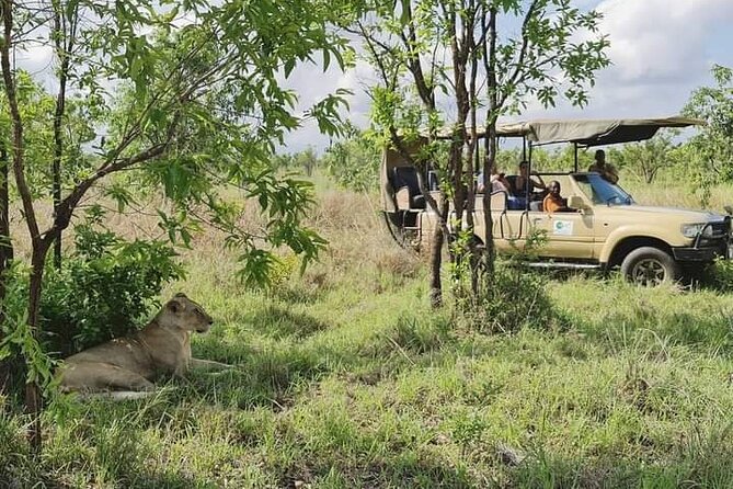 3 Days Mikumi National Park From Zanzibar or Dar es salaam - What the animal sightings can really mean