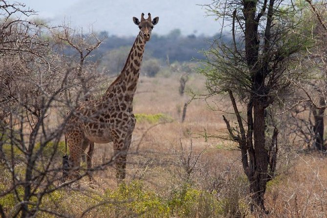 3 Days Mikumi National Park From Zanzibar or Dar es salaam - The guide and private format