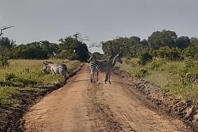 3 Days Mikumi National Park From Zanzibar or Dar es salaam - What the $870 price buys you