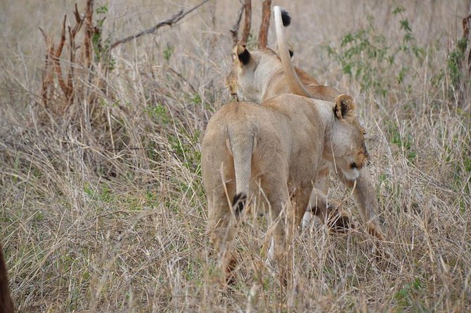 3 Days Mikumi National Park From Zanzibar or Dar es salaam - Who should book this Mikumi safari?