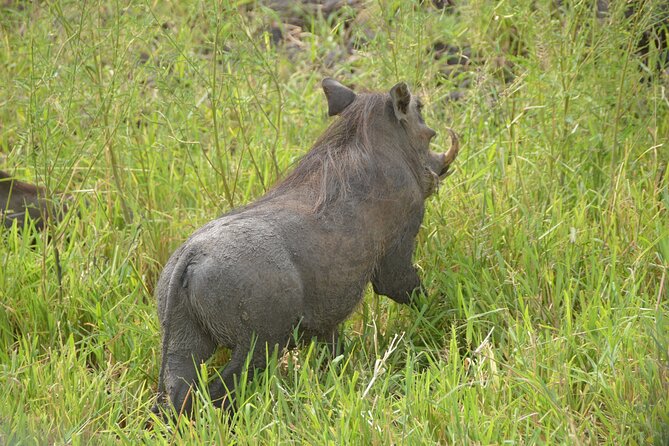 3 Days Mikumi National Park Private Tour - Day Three: Maasai culture before the return to Dar es Salaam