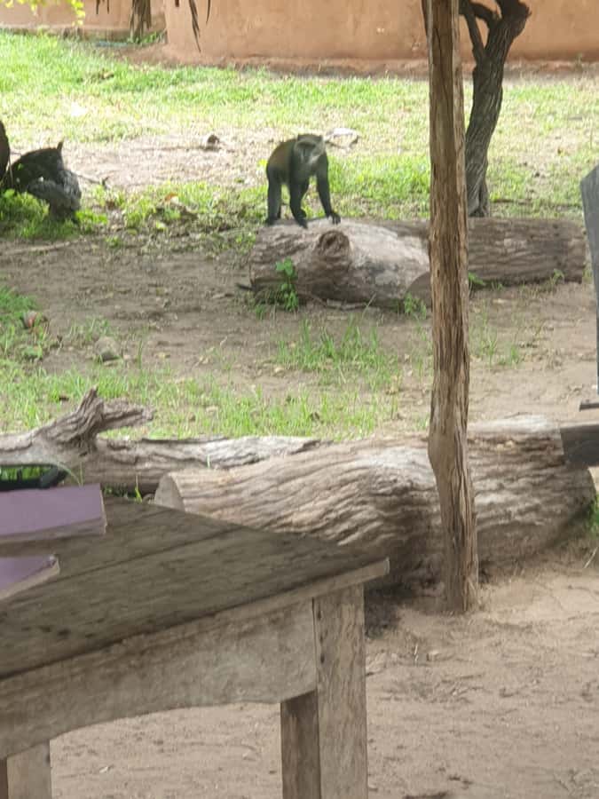 3 DAYS NYERERE NATIONAL PARK FROM ZANZIBAR BY FLIGHT. - Key points to know before booking