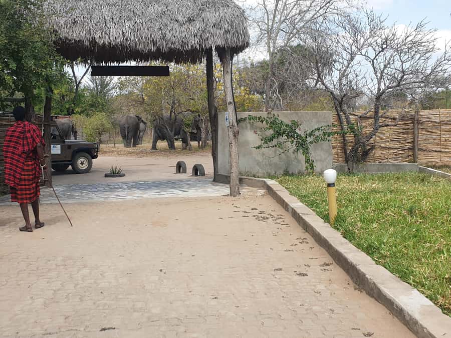 3 DAYS NYERERE NATIONAL PARK FROM ZANZIBAR BY FLIGHT. - Who should book this three-day trip?